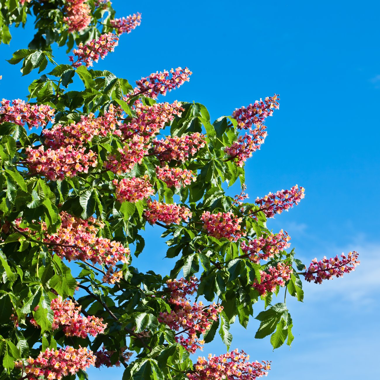 Obrázok Pagaštan pleťový (Aesculus × carnea briotti) – výška 280-300 cm, obvod kmeňa 8/10 cm, kont. C35L